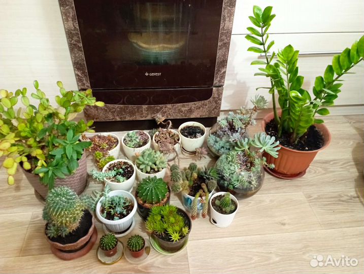 Комнатные цветы (кактусы, суккуленты)