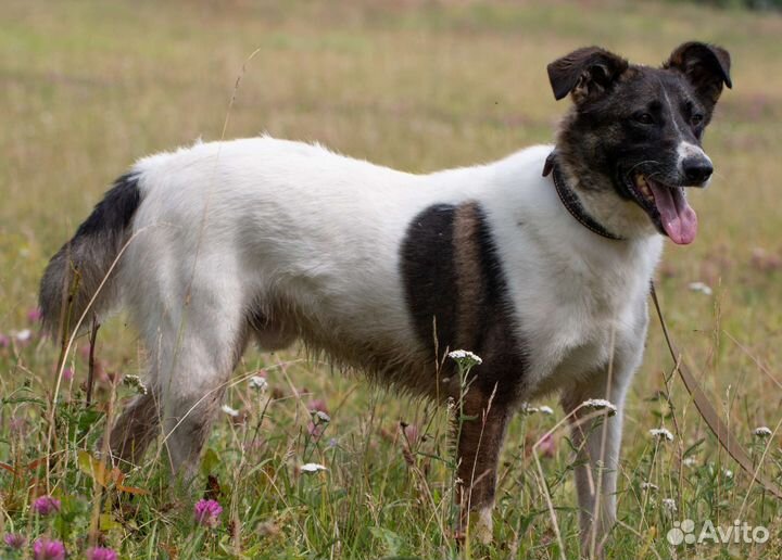 Генри, собака в хорошие руки