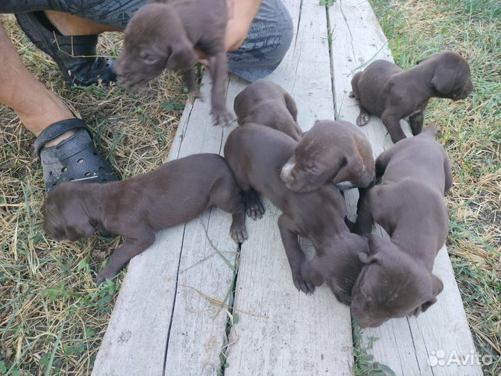 Щенки курцхара