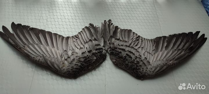 Крылья гуся