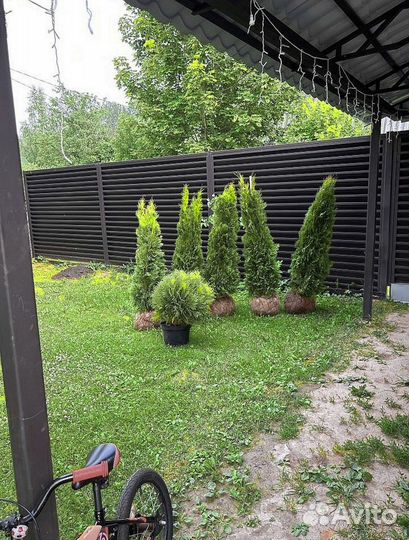 Туи зеленые