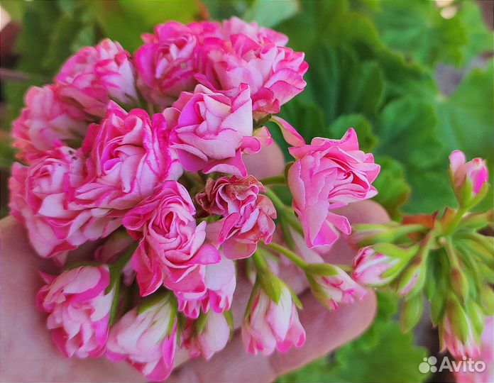 Пеларгонии сортовые