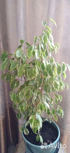 Фикус бенджамина пестролистный