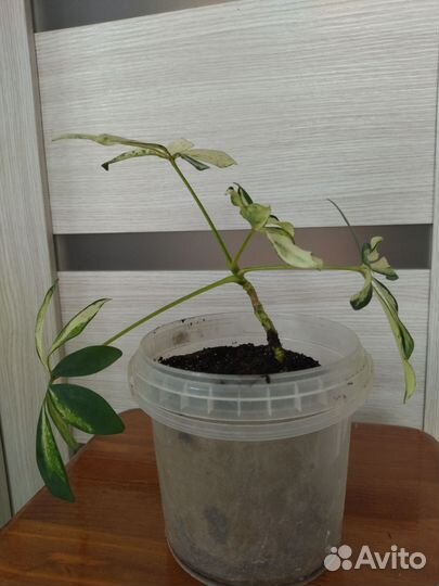 Комнатные цветы шефлера