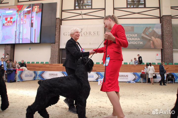 Подготовка собак к выставкам