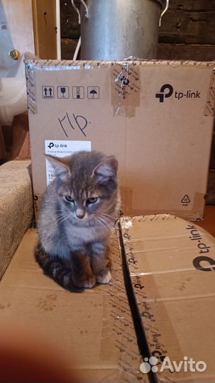 Найдены котята