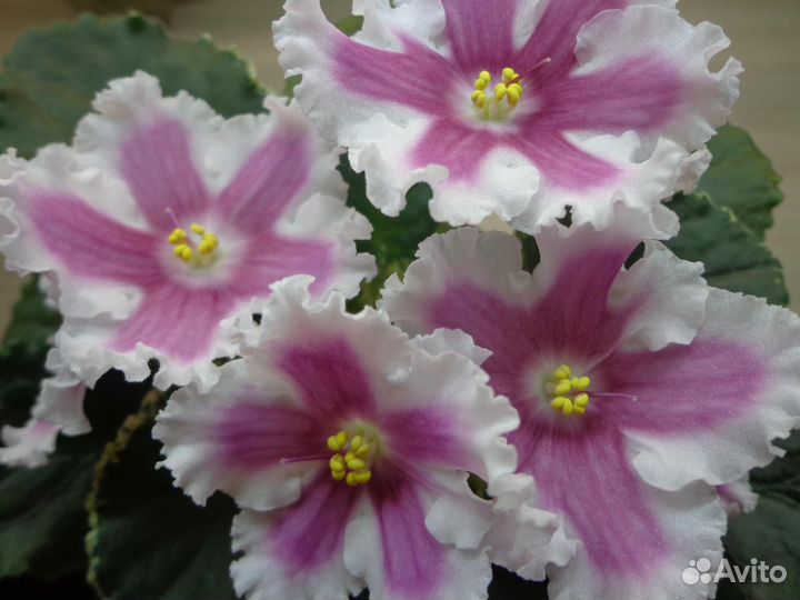 Сортовые фиалки