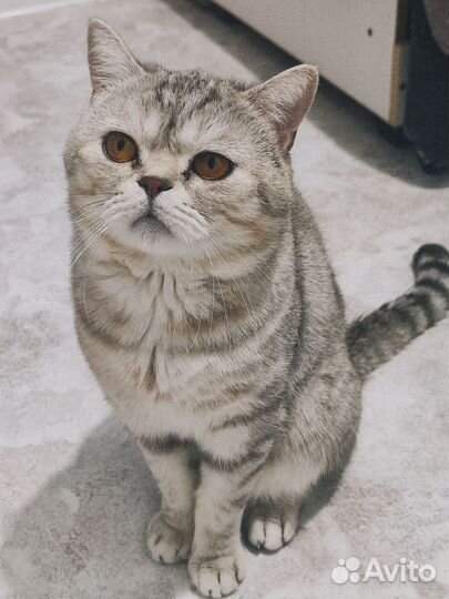 Вязка с шотландским котом