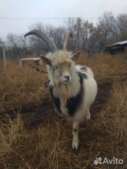 Продается козел