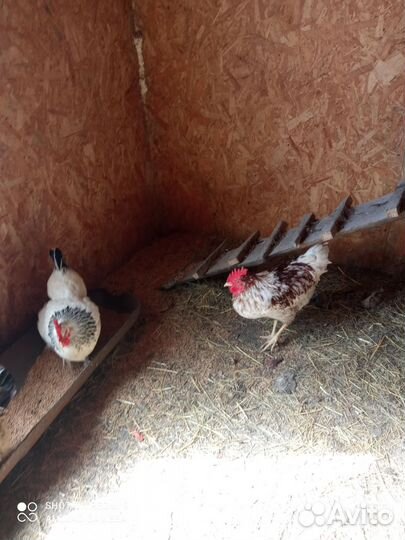 Молодые петухи
