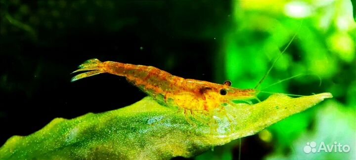 Аквариумные креветки