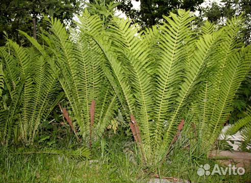 Папоротник