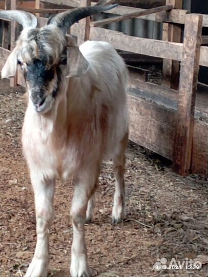 Нубийский козлик обмен