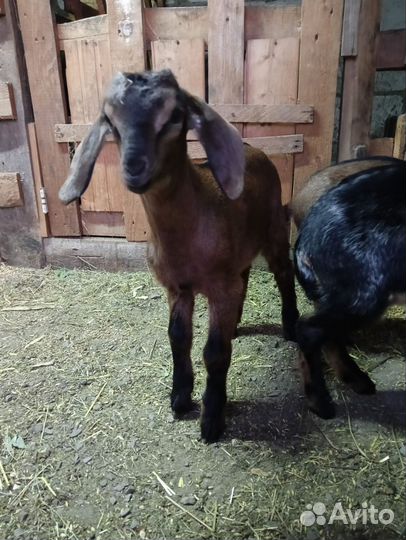 Коза нубийская