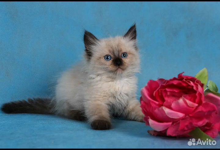 Котятки