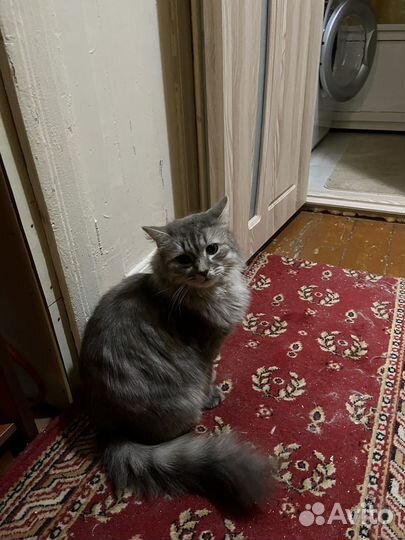 Кошка