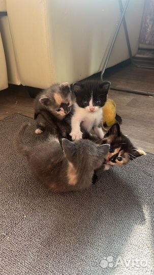 Отдам котят в добрые руки