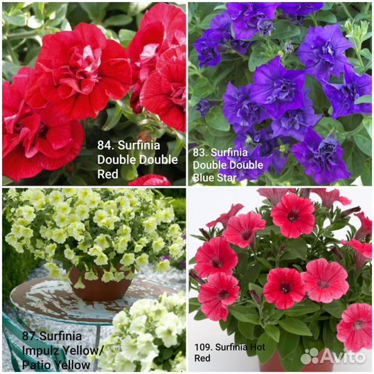 Вегетативная петуния