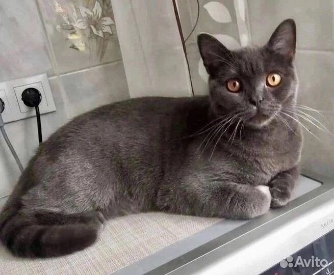 Британский кот