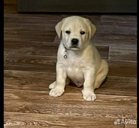 Щенки лабрадора