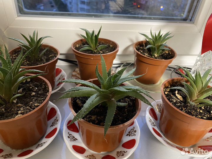 Алоэ карликовый