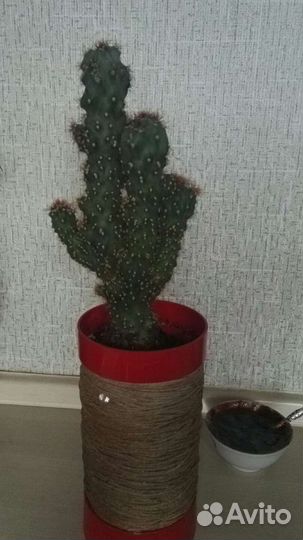 Кактус цереус перуанский