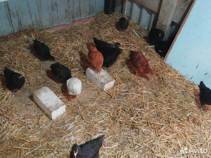 Куры несушки
