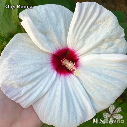 Гибискус травянистый (болотный,садовый)