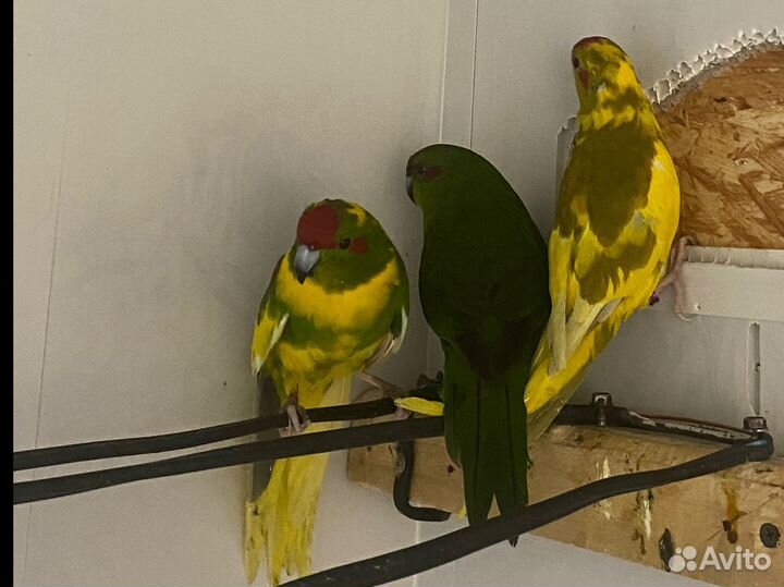 Попугаи какарики