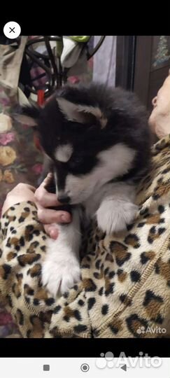 Щенок хаски (девочка)