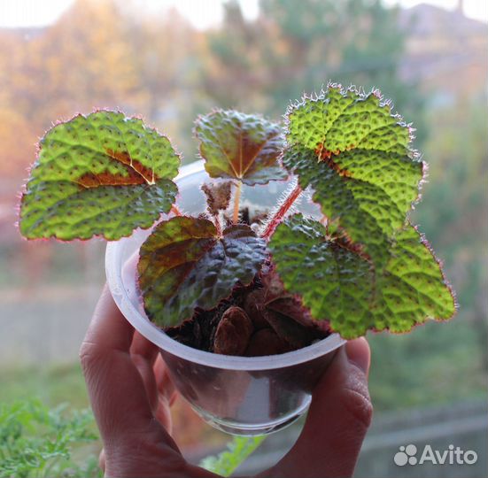 Бегония Мэсона