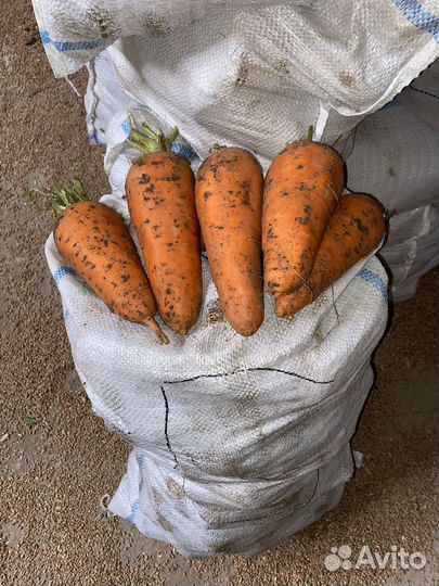 Морковь опт