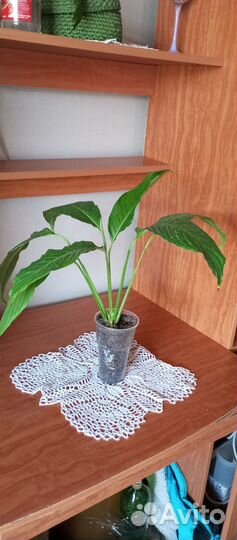 Спатифиллум