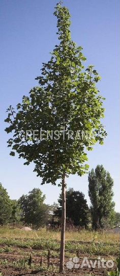 Клен остролистный Суперформ/300-350 см о/с 14-16