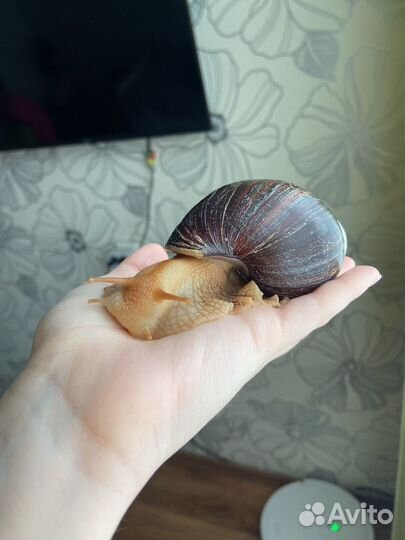 Улитки ахатины ретикулята альбиносы виноградные