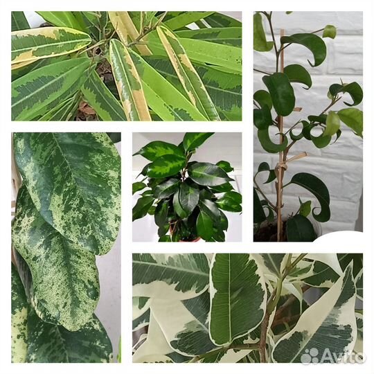 Сортовые фикусы. Кротон Манифест