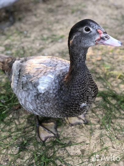 Индоутки селезни утки изумруд голубые