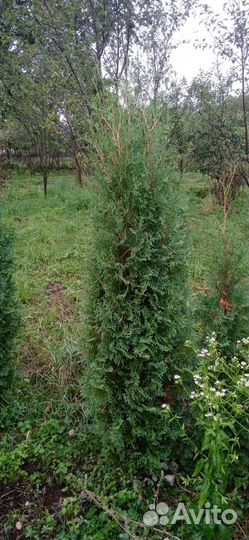 Туя колумна