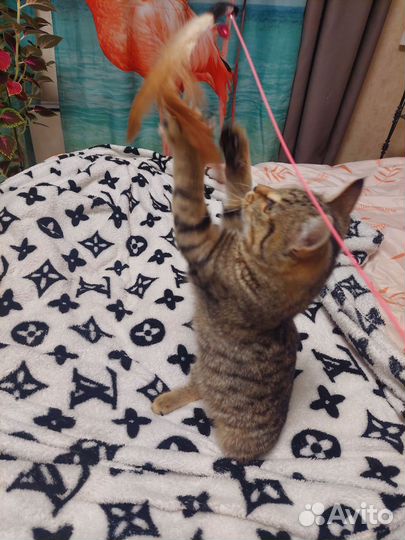 Котёнок- девочка мурлыка