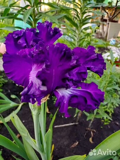 Ирисы бородатые