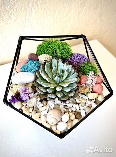 Флорариум суккуленты