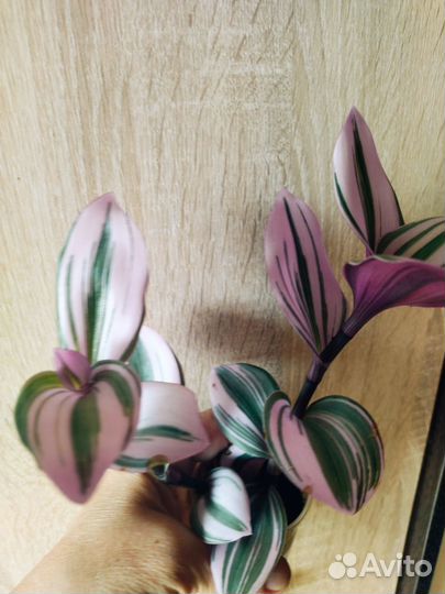 Трдисканция