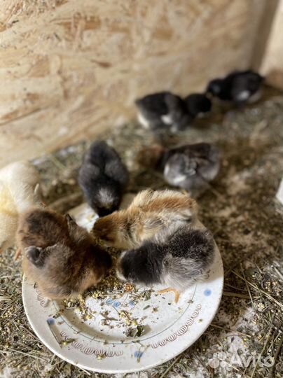 Продаю цыплят Брама и Орпингтон 2х недельные