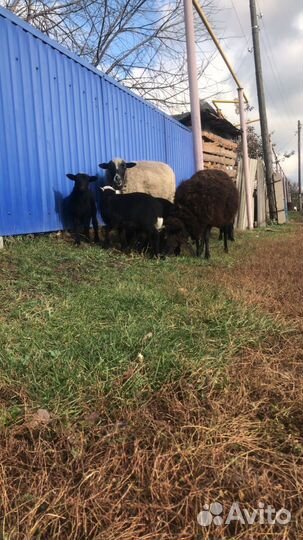 Овцематки и ягнята