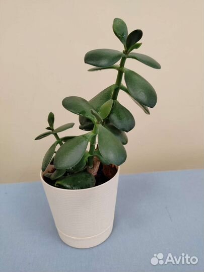 Толстянка (денежное дерево)