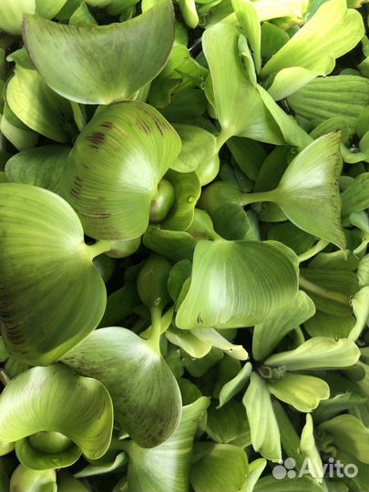 Аквариумные растения Гиацинт и Пистия