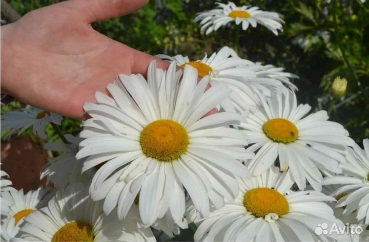 Ромашка садовая крупная