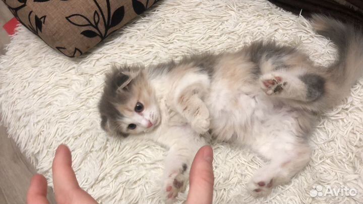 Котенок вислоухий девочка