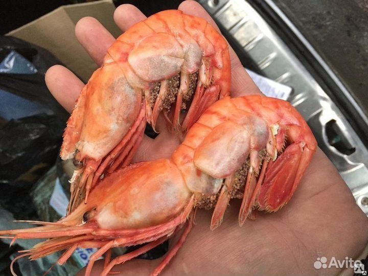 Раки. Крабы. Икра. Креветки. Лангустины