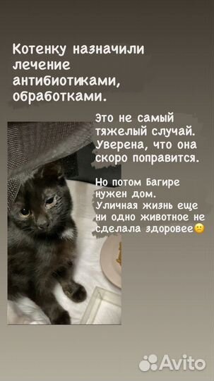 Котенок